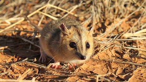 ENDANGERED: Welfare concerns for the Julia Creek Dunnart following wide-spread flooding across North West Queensland. Photo supplied.