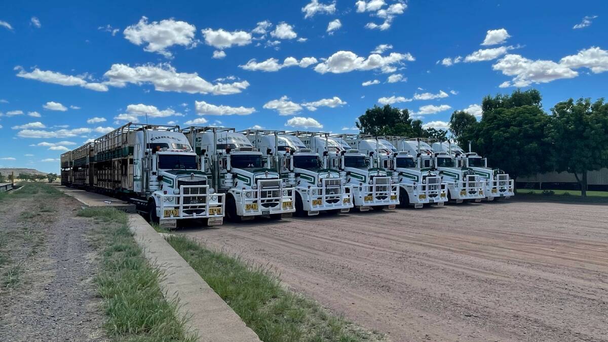 Curley Cattle Transport buys six new trucks a year, resulting in the fleet being replace every eight years. Photo supplied.