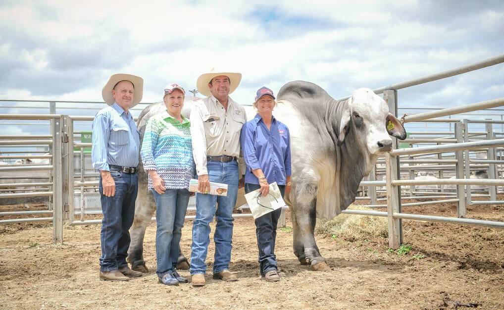 FBC Felix Manso 924/1 topped the Big Country Brahman Sale in 2018 after he sold for $65,000 to Matthew and Janelle McCamley, Lancefield M Brahmans, Dululu, pictured with Tony and Joanne Fenech, Fenech Brahmans, Wowan.