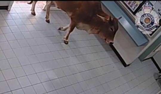 A cow has mooved his way into Doomadgee Police Station.