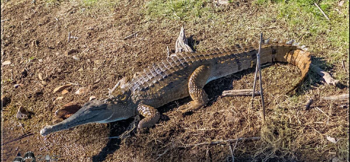 Fresh water crocodile spotted at Lake Moondarra. Photo: Jason Hoopert