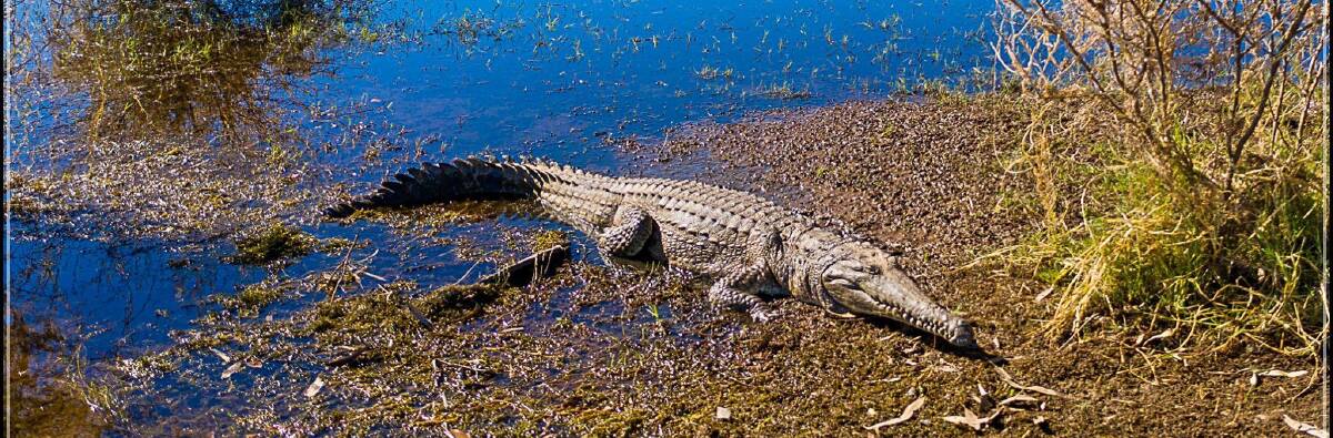 Several crocodiles have been caught lurking at Lake Moondarra. Photo: Jason Hoopert