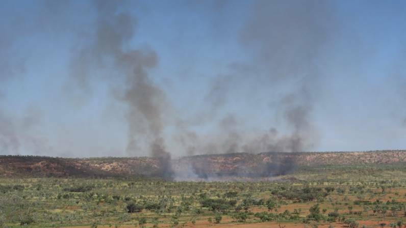 Video: How bush fire management is saving Carpentaria grasswren