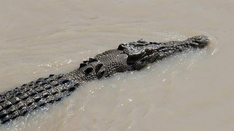 Crocodile management not a matter for the 'lilypad lefties'