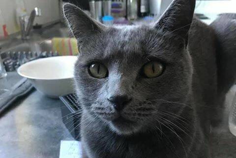A Mount Isa family are hoping people can help them find their cat Brock, who has been missing now for two weeks.