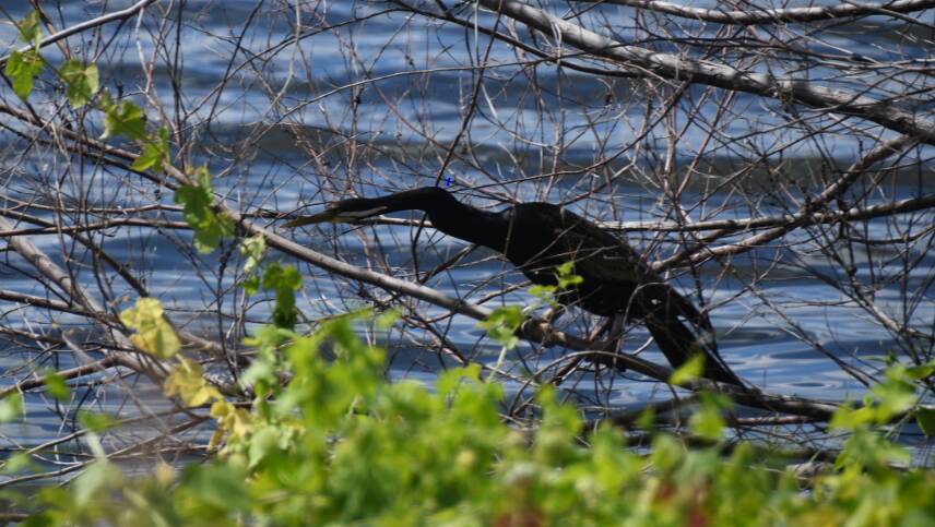 BIRD LIFE: Cormorant at the water's edge at Lake Moondarra. Photo: Derek Barry