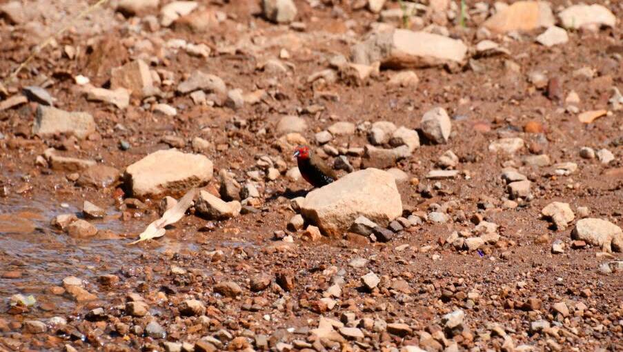 WATER WISER: Speaking of water, here we have a painted finch heading to the water's edge at Lake Moondarra in search of a drink. Photo: Derek Barry