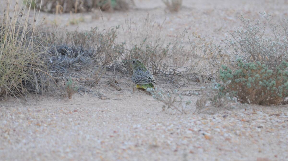 Nicholas Leseberg took this photo of a baby Night Parrot almost camouflaged by the ground cover around it.