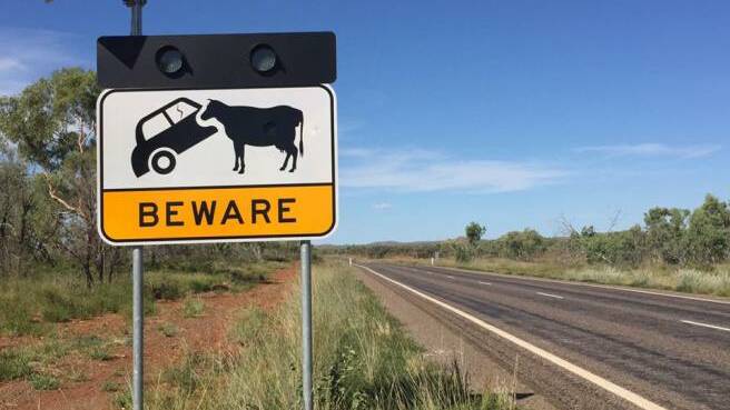 Woman hurt in Winton crash with cattle