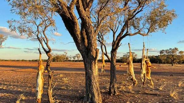 Dead dingoes removed from Winton trees after social media anger