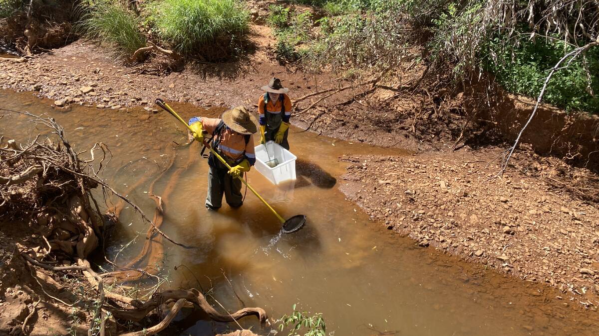 The Mount Isa Mines Environmental sampling team monitors the health and integrity of local waterways to monitor fish health and abundance.