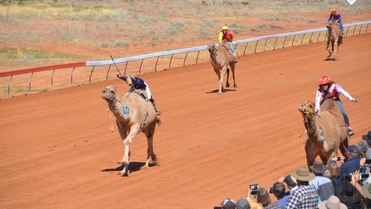 Action from the 2018 Boulia Camel races.