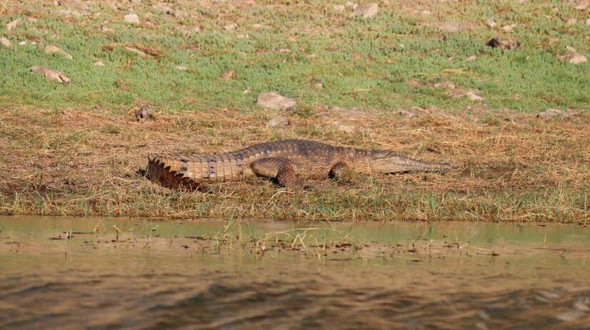 Toni Liddiard sent in this pic of a freshwater croc sunning itself on the bank at Lake Moondarra. 
