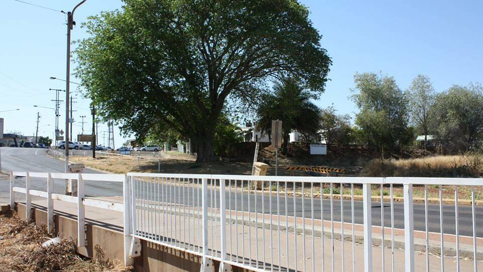 This rain tree will need to be removed as part of the Isa St Bridge replacement project. Photo: MICC