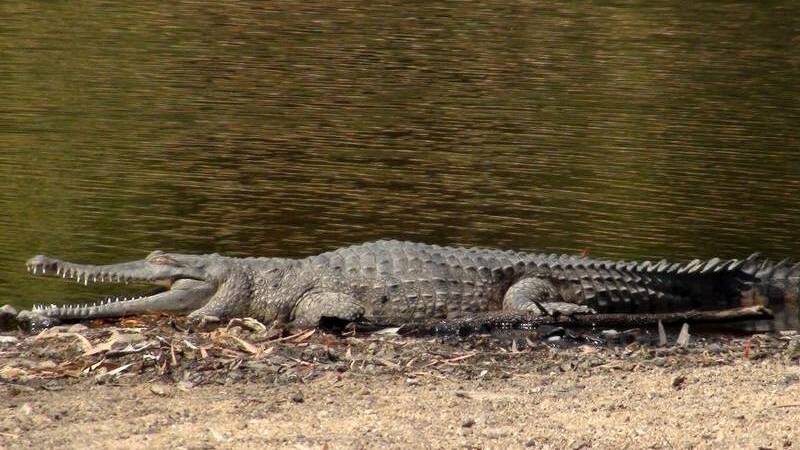 The Queensland Department of Environment and Science says it will not remove a freshwater crocodile responsible for an attack on a human in North West Queensland last month.