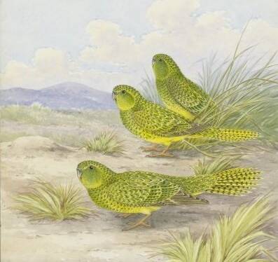 Neville Cayley's beautiful drawing of night parrots from his book What Bird Is That?