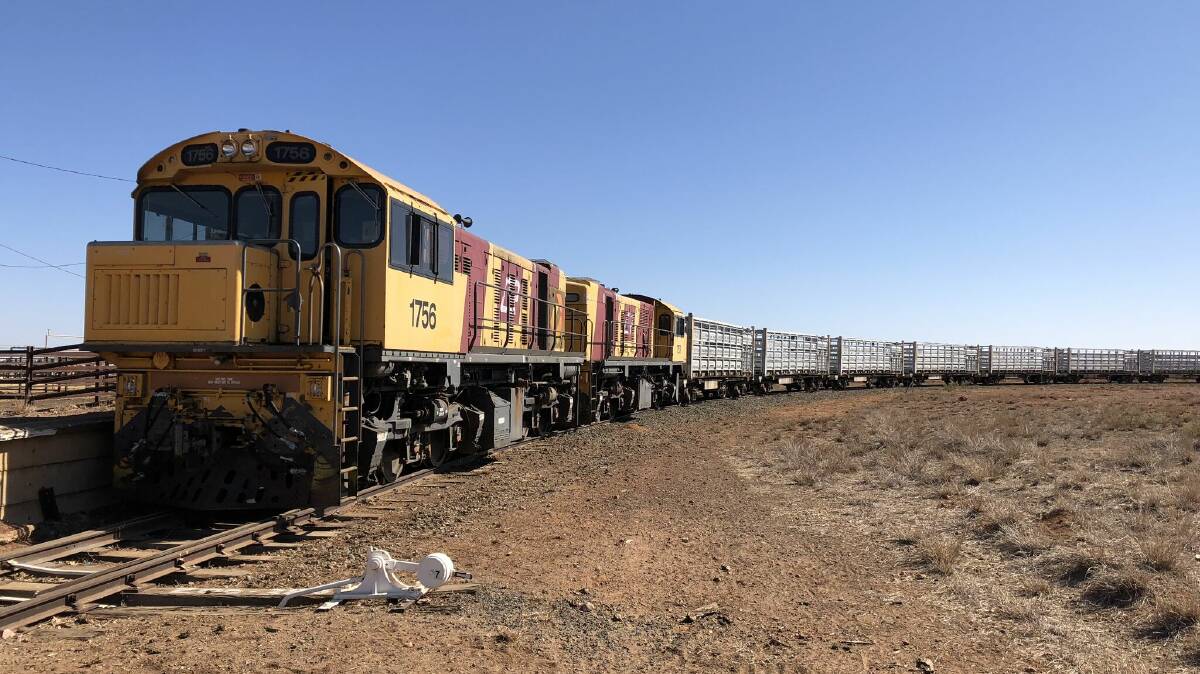 Thousands of northern cattle are transported to slaughter by rail through major trucking yards at Cloncurry, Longreach and Quilpie each year.