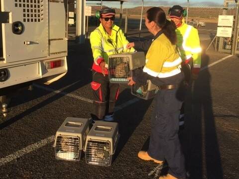 Local Laws Acting Coordinator Emma Murray hands over some rescued pets to Virgin
Australia staff at the Mount Isa Airport for transport interstate.