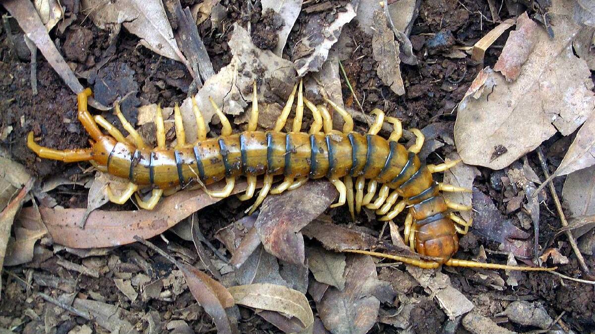 DANGEROUS: It seems the Ethmostigmus (giant centipede) is capable of a stinging bite. Photo: John Hill