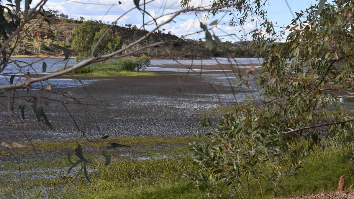 There is a record infestation of weeds across Lake Moondarra.