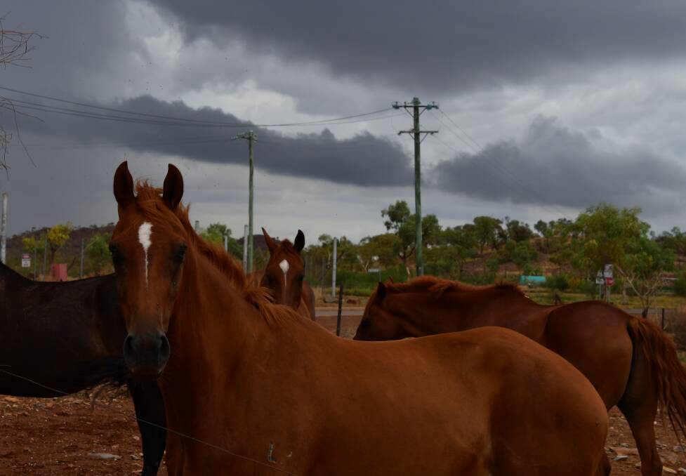 Horses at the paddocks enjoy a bit of rain in Mount Isa.