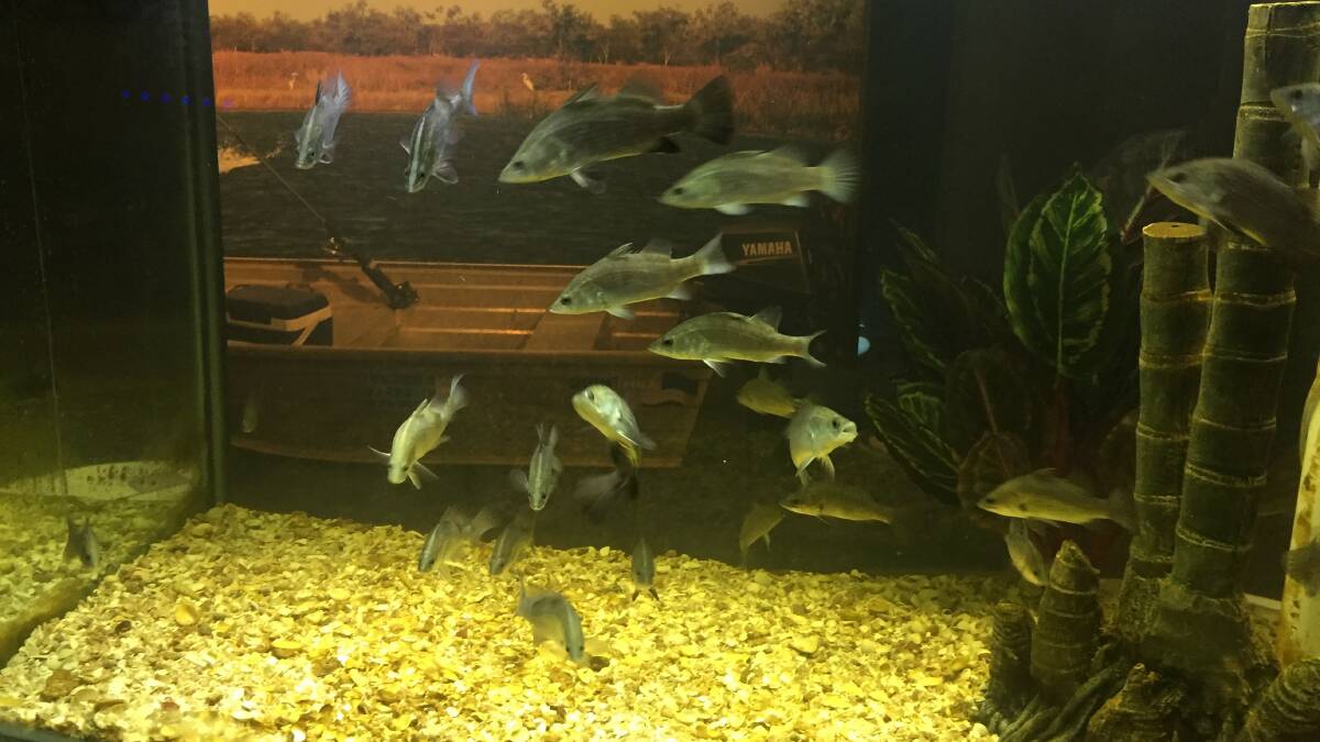 Fish tank at the Barramundi Discovery Centre.