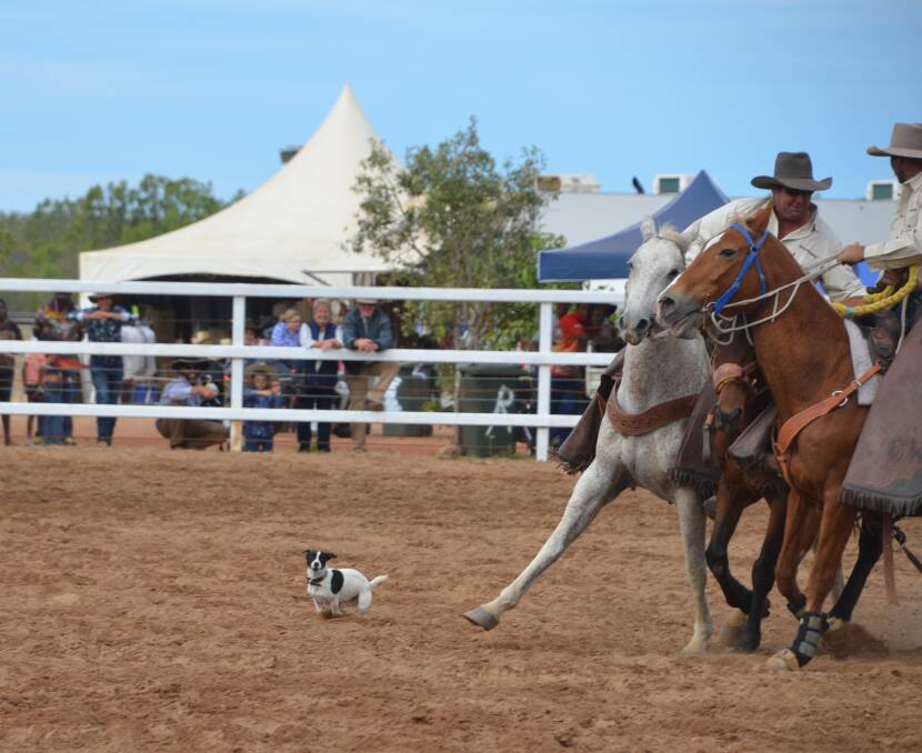 BARKING MAD: This dog must have thought it was a horse when it decided to enter the arena at Normanton Rodeo on the weekend. Photo: Derek Barry