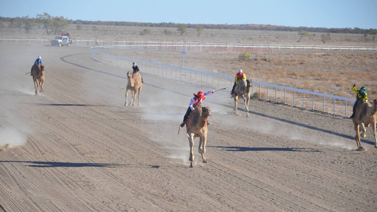 HUMP IT: Riders race to the line in the 2018 Bedourie Camel Races. Photo: Derek Barry