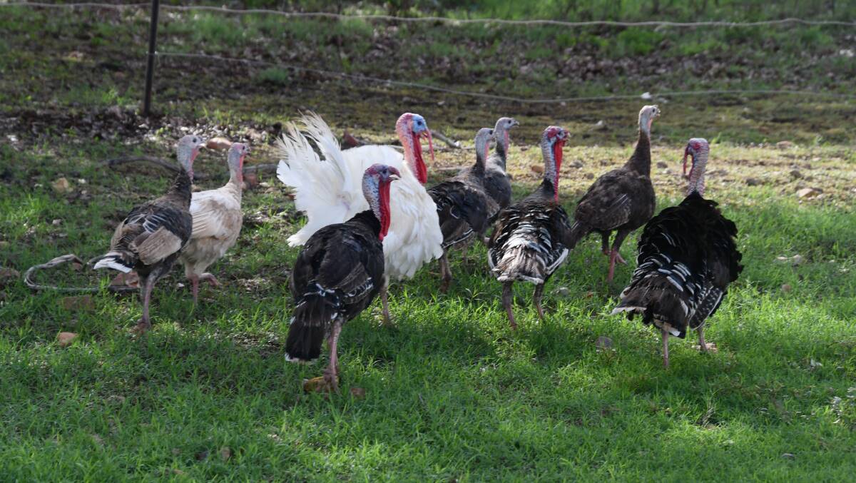 BIRDIE: These Mount Isa turkeys were presumably not heading off to vote for Christmas. Photo: Derek Barry
