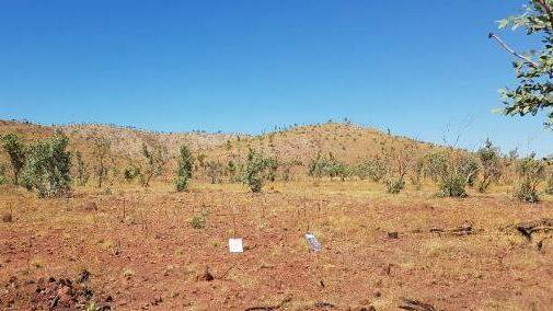 Castillo Copper Limited says it has confirmed the existence of high-grade copper mineralisation at its Mt Oxide project.