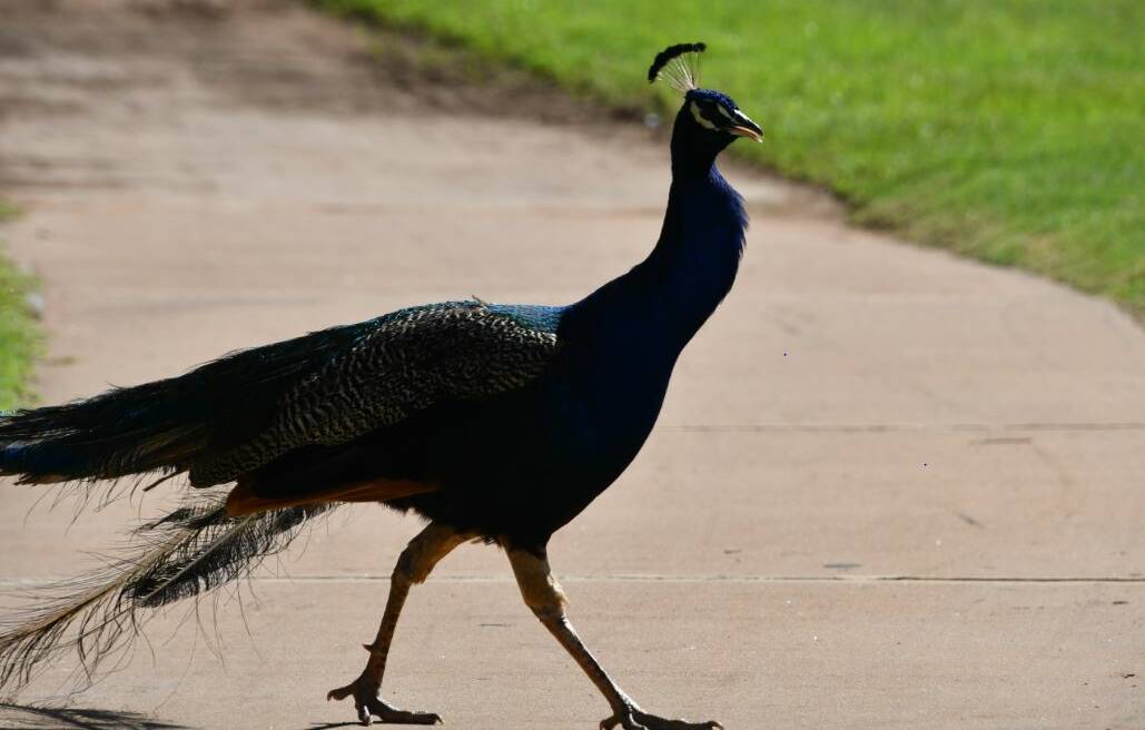 MOONDARRA JUNCTION: Caution, peacock crossing! Photo: Derek Barry