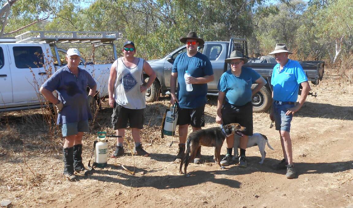 Mount Isa Landcare Group walked sections of Gorge Creek to "sweep" for rubber vine.