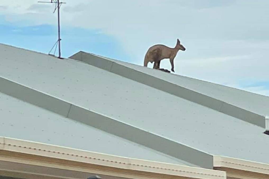 Roo on a Mount Isa roof. Photo:Paws, Hoofs, Claws 