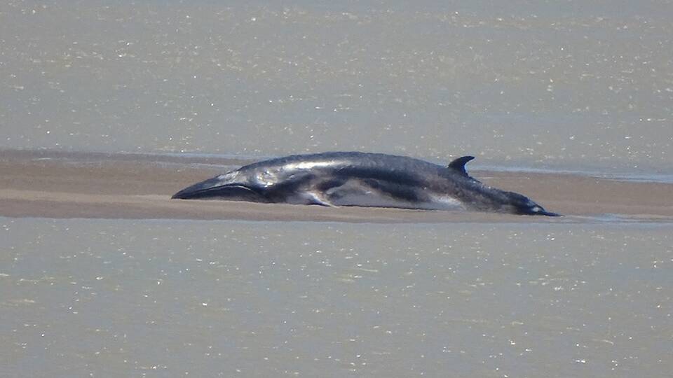 STRANDED: A minke whale has died off the coast of Karumba. Photo: Robyn Smith