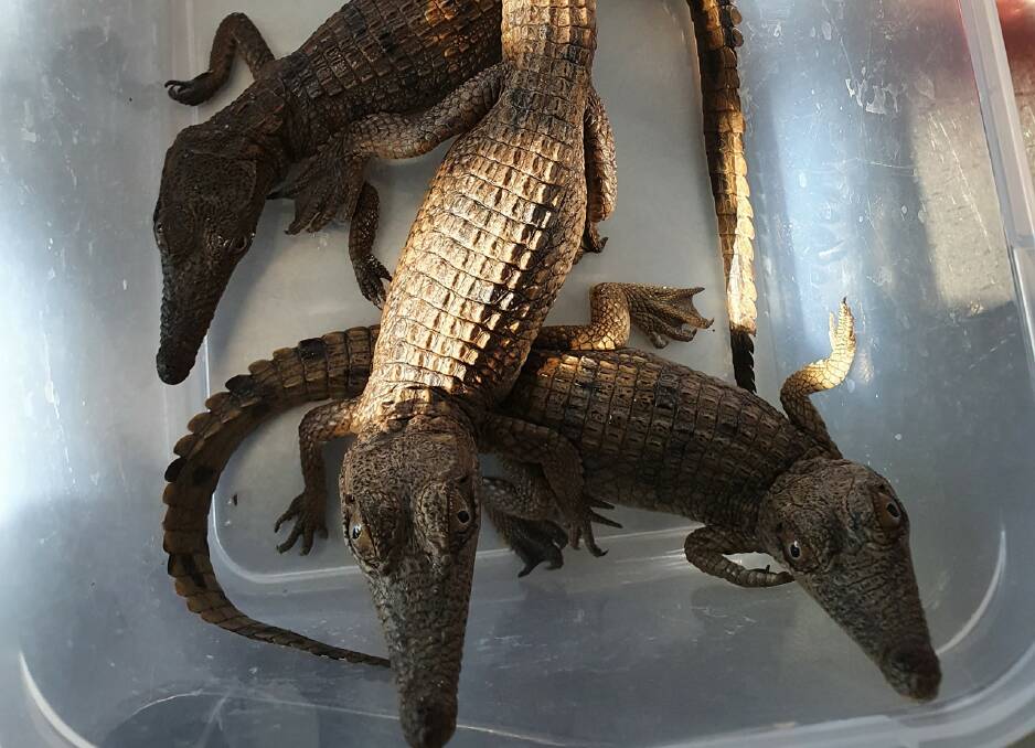 Some of the baby crocs found in Mount Isa's swimming pool last week.