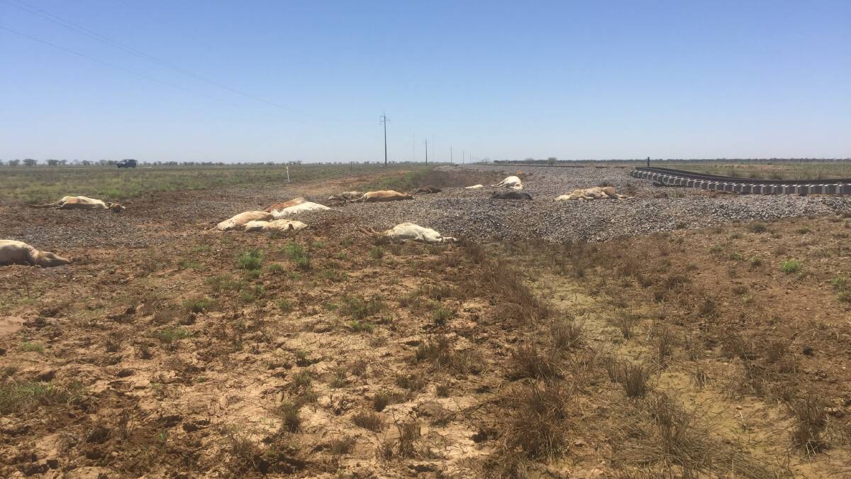 Dead cattle lined the side of the highway in the immediate aftermath of the floods.