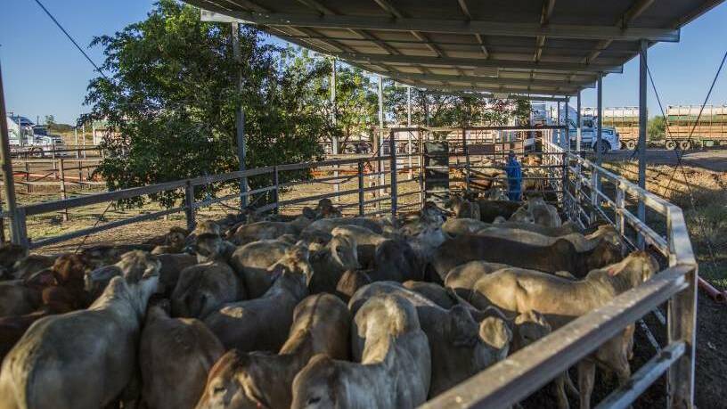 Cloncurry Council awarded a contract to Auzscot Constructions for the saleyards bull pens project for $427,068.