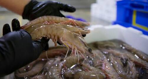 Tiger prawn season opened in the northern fisheries on August 1.