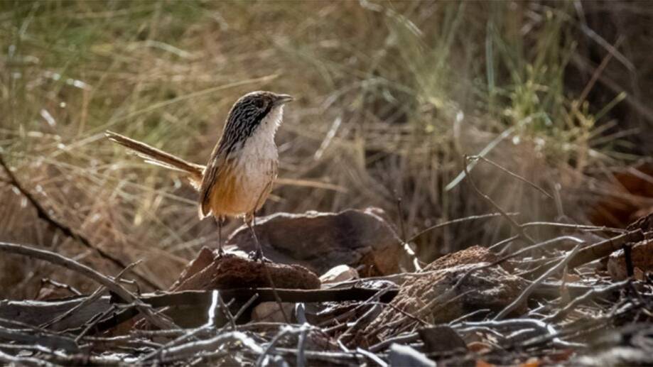 Carpentarian Grasswren photographed by Anthony Woodbine.