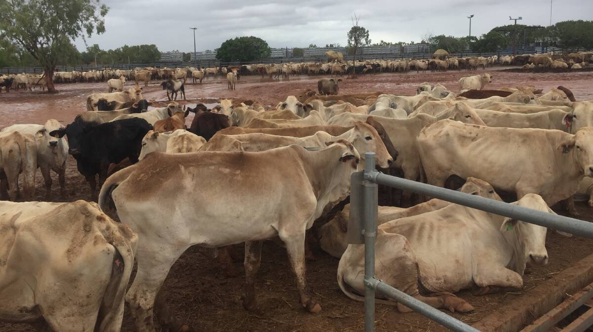 Over a thousand head of cattle are stranded at the Cloncurry Saleyards due to the floods.