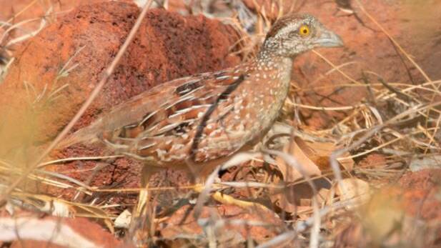 The researchers photographed this female chestnut-backed button-quail in Oct 2020. Photo: supplied