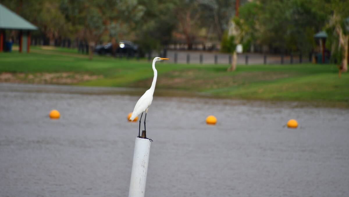 FEW EGRETS: A great egret enjoys all the extra water dumped by rains into Lake Moondarra on the weekend. Photo: Derek Barry