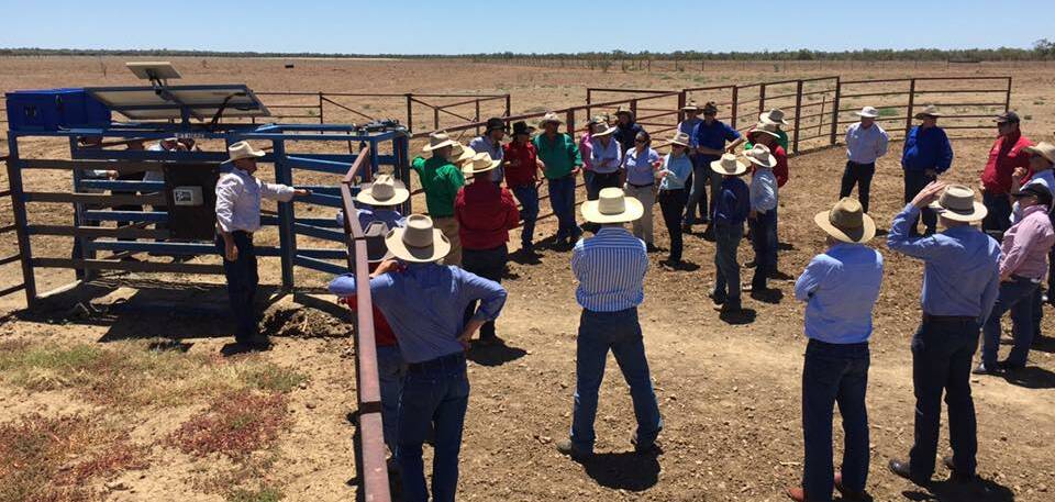 FARM TALK: Discussion around the remote draft cattle weighing tool at Polly's paddock, Dalgonally Station.
