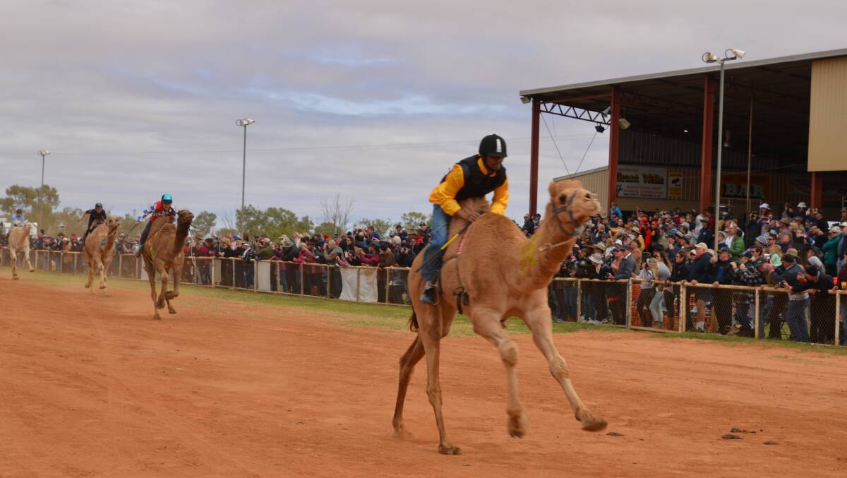 HUMP IT: Camel racing returns to Boulia in July as part of the three week long Western Queensland circuit. Photo: Derek Barry