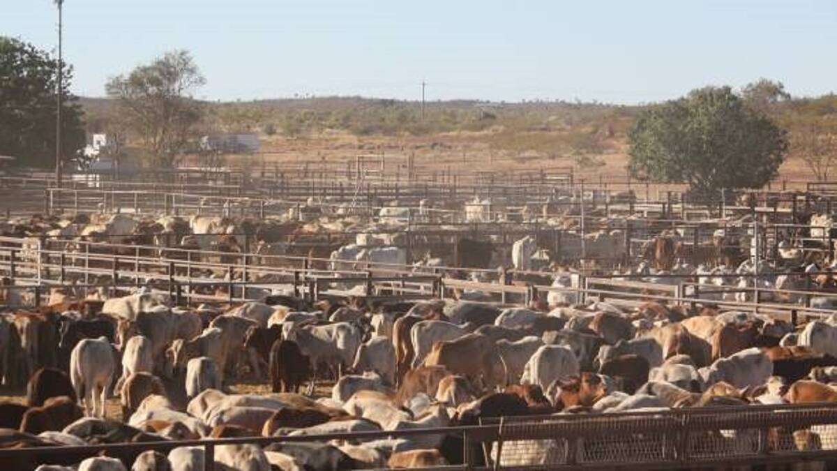 Cloncurry Shire Council endorsed the upgrade to the bull pens at the saleyards.