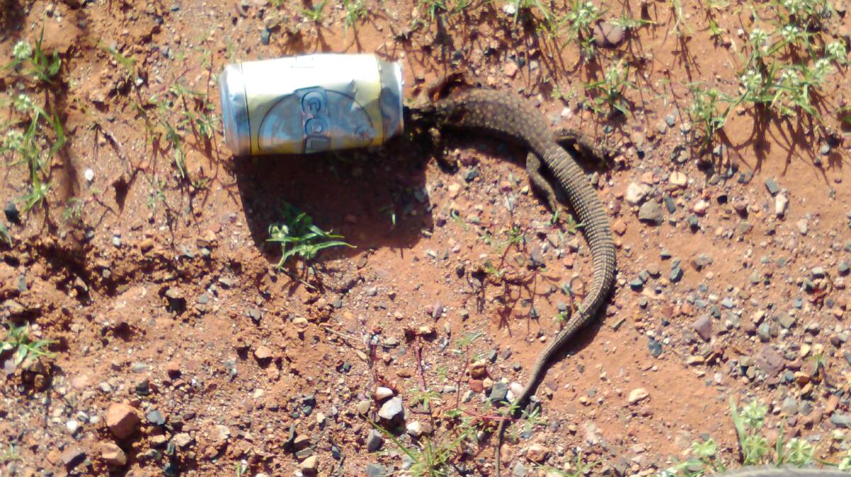 Visitor from Fiji Annie Whybourne took this photo of a lizard caught in a discarded can near Ryan Rd, Mount Isa.