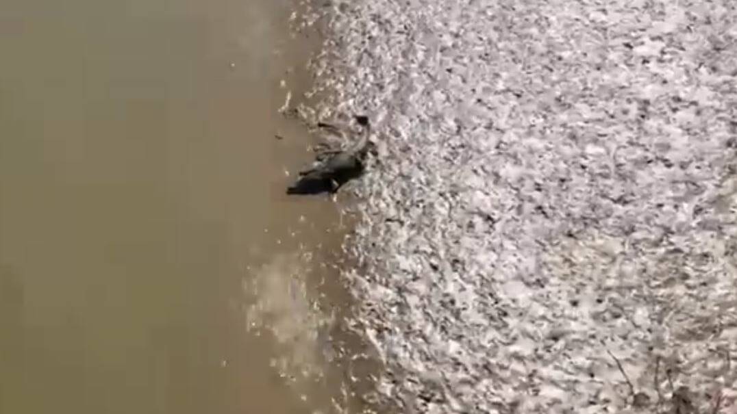Croc seen from the air in the Burke Shire video.
