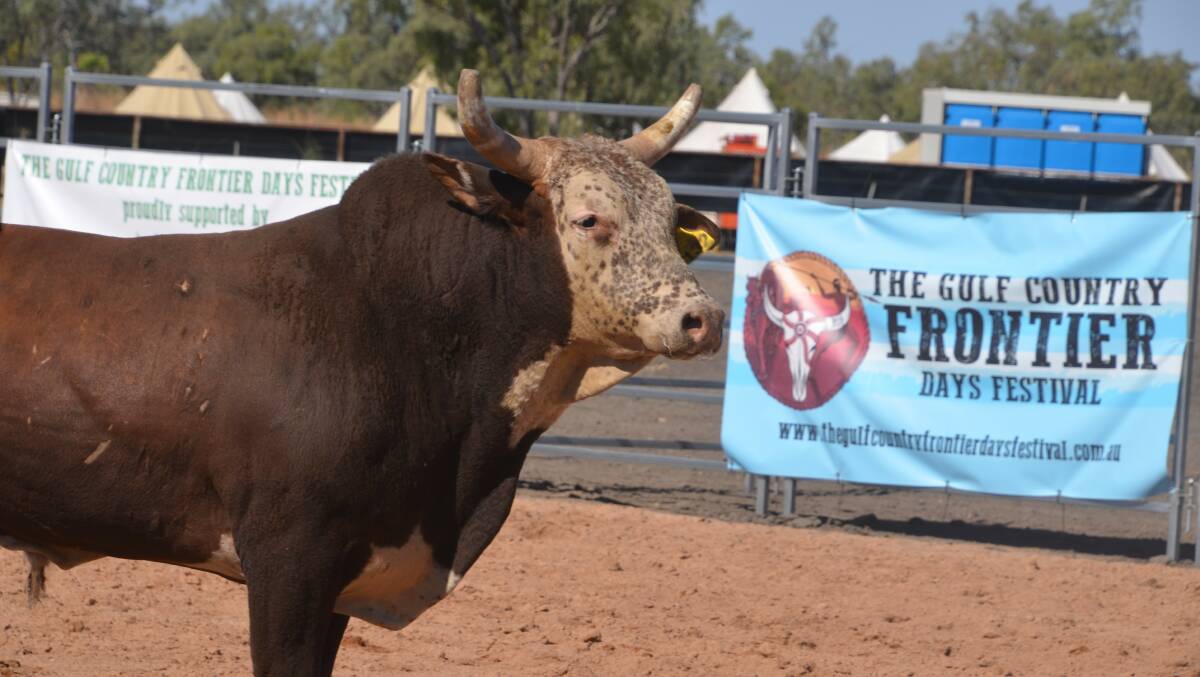 NO BULL: The Gulf Frontier Days festival is an excellent addition to the North West Queensland social calendar. Photo: Derek Barry