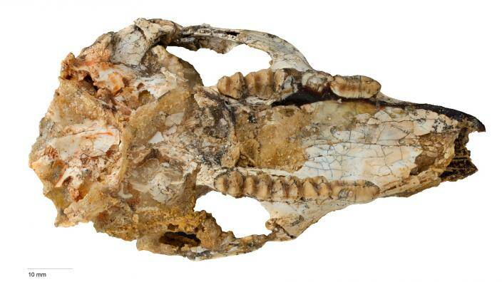 ANCIENT ROO: Skull of newly discovered Cookeroo hortusensis: Image: Kaylene Butler