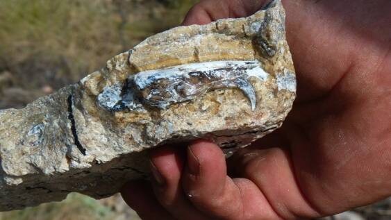 A fossil of a sabre-toothed bandicoot skull found at Riversleigh. Picture: Professor John Woodhead